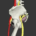 Human Limb Organ Anatomy Model Displaying Bone Structure Red Yellow Nerve Fibers