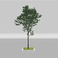 Tall Arbor Tree with Green Foliage and Straight Trunk on Concrete Base