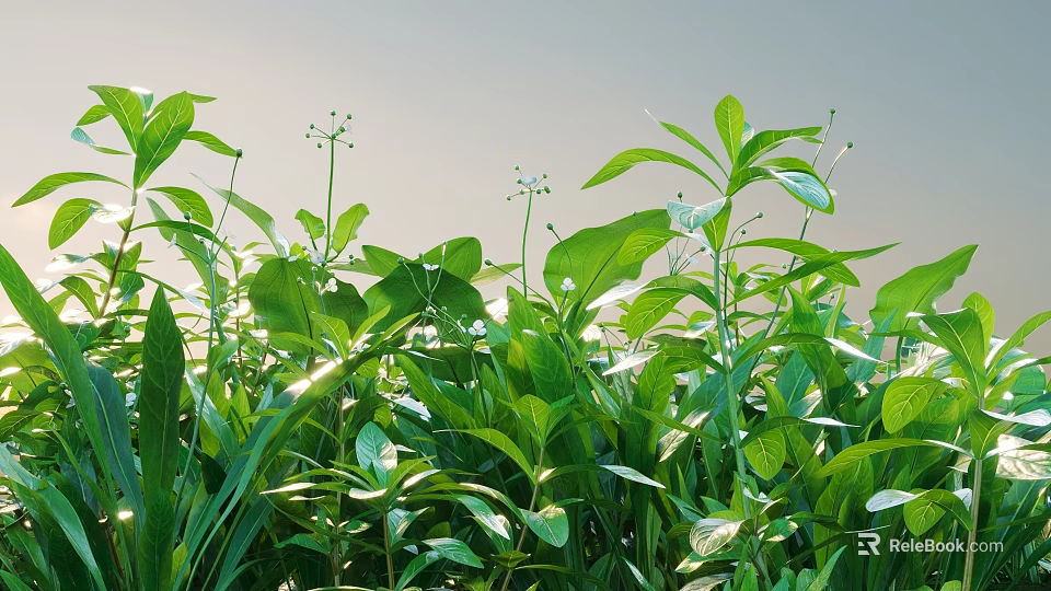 Green Shrubs with Lush Green Leaves Thriving in Sunlit Natural Garden 3d model 