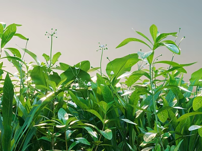 Green Shrubs with Lush Green Leaves Thriving in Sunlit Natural Garden 3d model