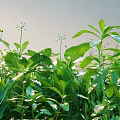 Green Shrubs with Lush Green Leaves Thriving in Sunlit Natural Garden