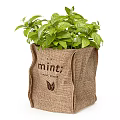 Indoor Decorative Potted Mint Plant in Burlap Sack with Fresh Green Leaves
