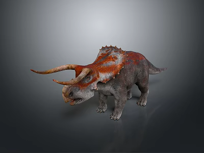 Triceratops Dinosaur Model With Orange Gray Skin Long Horns Spiked Frill Standing Against Gray Background 3d model