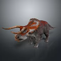 Triceratops Dinosaur Model With Orange Gray Skin Long Horns Spiked Frill Standing Against Gray Background