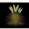 Ornamental Grass with Feathery White Plumes and Green Brown Mixed Leaves Against Black Background