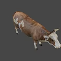 Brown And White Cow With Horns Standing On Gray Background