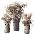 Modern Garden Ornaments Featuring Dried Pampas Grass In Tall And Short Ribbed Vases