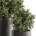 Bonsai Potted Plants With Round Green Leaves And Different Size Trunks In Black Pots