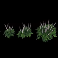 Decorative Garden Plant With Lush Green Foliage And White Flower Stems
