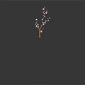 Pink Flowering Tree Branch With Brown Stem And Blooms Against Dark Background