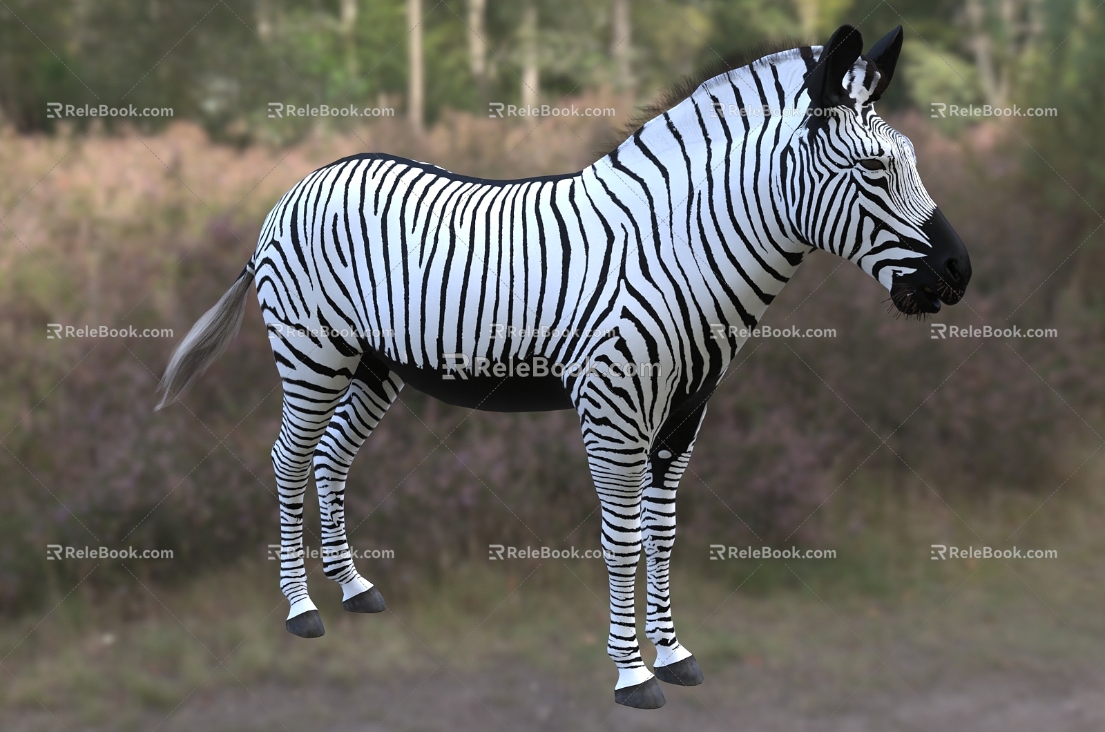 Grevi zebra wildlife creature, the largest equine animal in the modern world 3d model