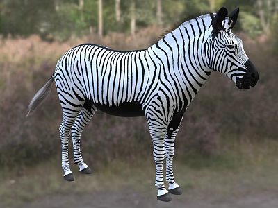 Wild Zebra With Black And White Stripes Standing In Natural Grassland Habitat 3d model