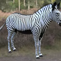 Wild Zebra With Black And White Stripes Standing In Natural Grassland Habitat