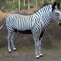 Grevi zebra wildlife creature, the largest equine animal in the modern world 3d model