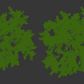 Tall Deciduous Trees With Lush Green Foliage And Red Berries In Natural Landscape