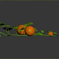 Vine Plant Growing with Small Orange Fruits and Fresh Green Leaves on Dark Background