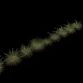 Decorative Ornamental Grasses with Different Shapes Green Hues and Varying Heights for Garden Landscaping