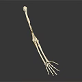 Detailed Educational Anatomical Arm Skeleton Model on Dark Background with Reflection