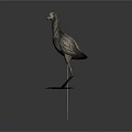Grey Feathered Flying Animal with Long Legs Standing on Dark Surface with Reflection