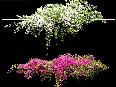 Lush Flowering Vines With White And Pink Blooms Hanging From Metal Rods Against Black Background 3d model