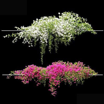 Lush Flowering Vines With White And Pink Blooms Hanging From Metal Rods Against Black Background 3d model