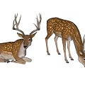 animal deer 3d model