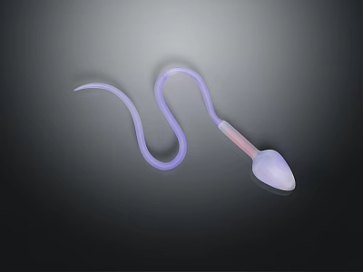 3D Rendered Anatomical Illustration of Female Reproductive Organ With Pubic Hair 3d model