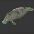 White Manatee With Green Algae On Back And Smooth Skin In Dark Background