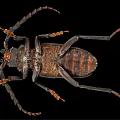 Large Black Flying Beetle With Long Antennae And Legs On Black Background