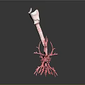 Human Respiratory System 3D Anatomical Model With Trachea And Bronchial Tree Structure 3d model