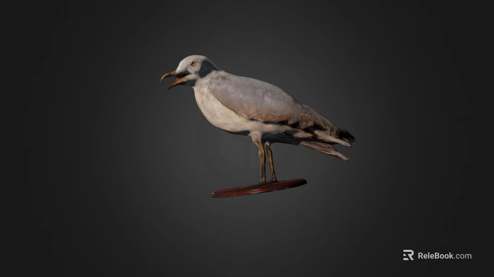 Seagull Taxidermy Mount On Wooden Base With Dark Background 3d model 