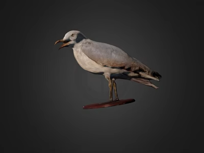 Seagull Taxidermy Mount On Wooden Base With Dark Background 3d model