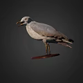 Seagull Taxidermy Mount On Wooden Base With Dark Background