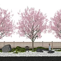 Pink Blossom Trees in Garden Landscape with Wooden Fence Pebbles Rocks and Green Plants