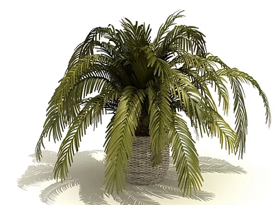 Indoor Potted Palm Plant With Feathery Green Leaves In Woven Basket 3d model