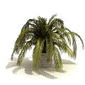 Indoor Potted Palm Plant With Feathery Green Leaves In Woven Basket