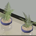 Two Green Fern Potted Plants In Blue Pots With Sand Soil On Light Floor
