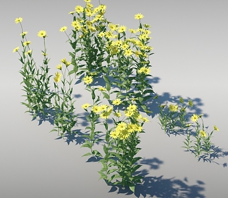 Dynamic Sunflower Moving Sunflower 3d model