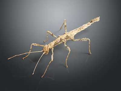 Stick Insect With Branch Like Body And Long Legs On Dark Background 3d model