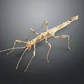 Stick Insect With Branch Like Body And Long Legs On Dark Background