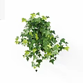 Lush Green Vines With Vibrant Leaves For Indoor Decorative Plant Display Ornament