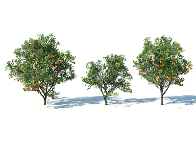 Three Arbor Trees With Green Leaves And Orange Fruits Casting Shadows 3d model