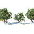 Three Arbor Trees With Green Leaves And Orange Fruits Casting Shadows
