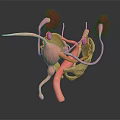 3D Rendered Human Urinary Organs Model With Kidneys Bladder Ureters And Clear Structure
