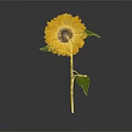 Beautiful Bright Yellow Sunflower With Brown Center Green Stem And Leaves