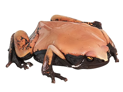 Shiny Orange and Black Reptile With Smooth Skin and Alert Eyes in Close Up View 3d model