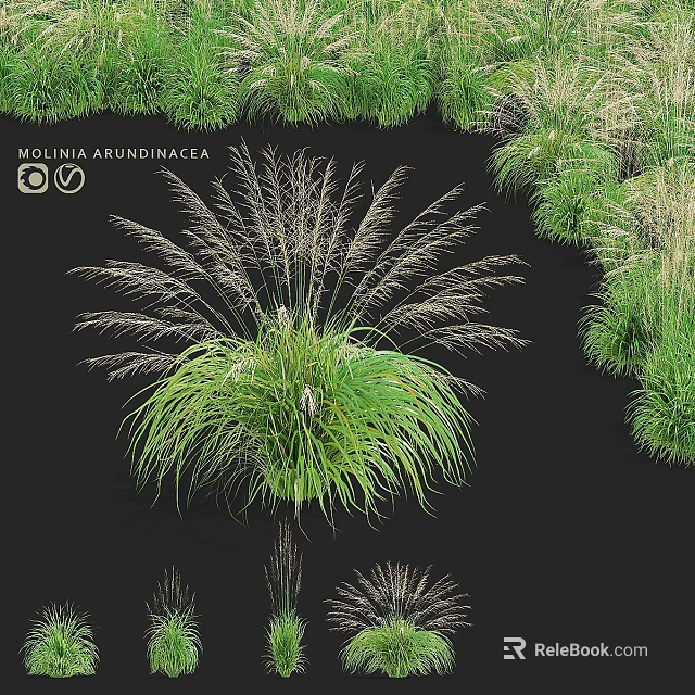 Molinia Arundinacea Grass And Other Lush Green Grass Varieties For Garden Landscaping 3d model 