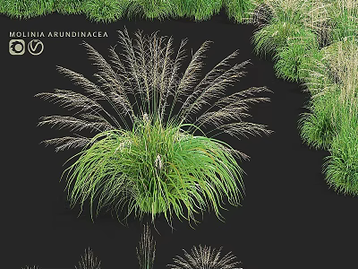 Molinia Arundinacea Grass And Other Lush Green Grass Varieties For Garden Landscaping 3d model
