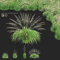 Molinia Arundinacea Grass And Other Lush Green Grass Varieties For Garden Landscaping
