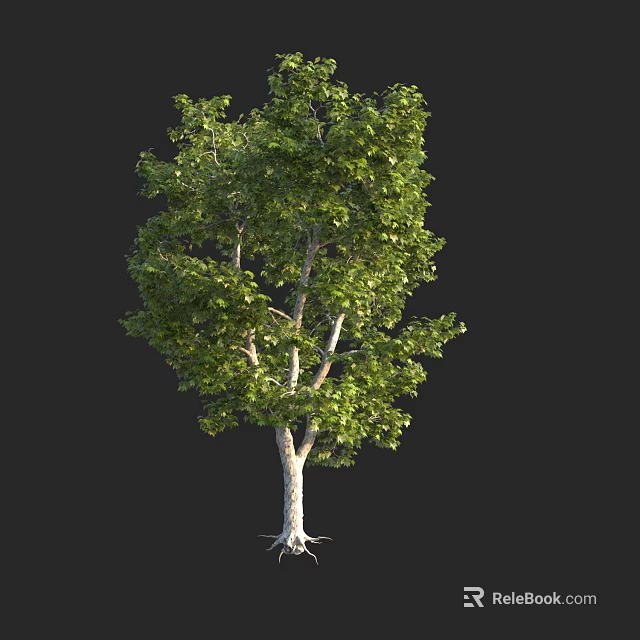 Deciduous Arbor With Lush Green Foliage Light Colored Trunk And Exposed Roots 3d model